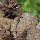 Gecko auf La Palma