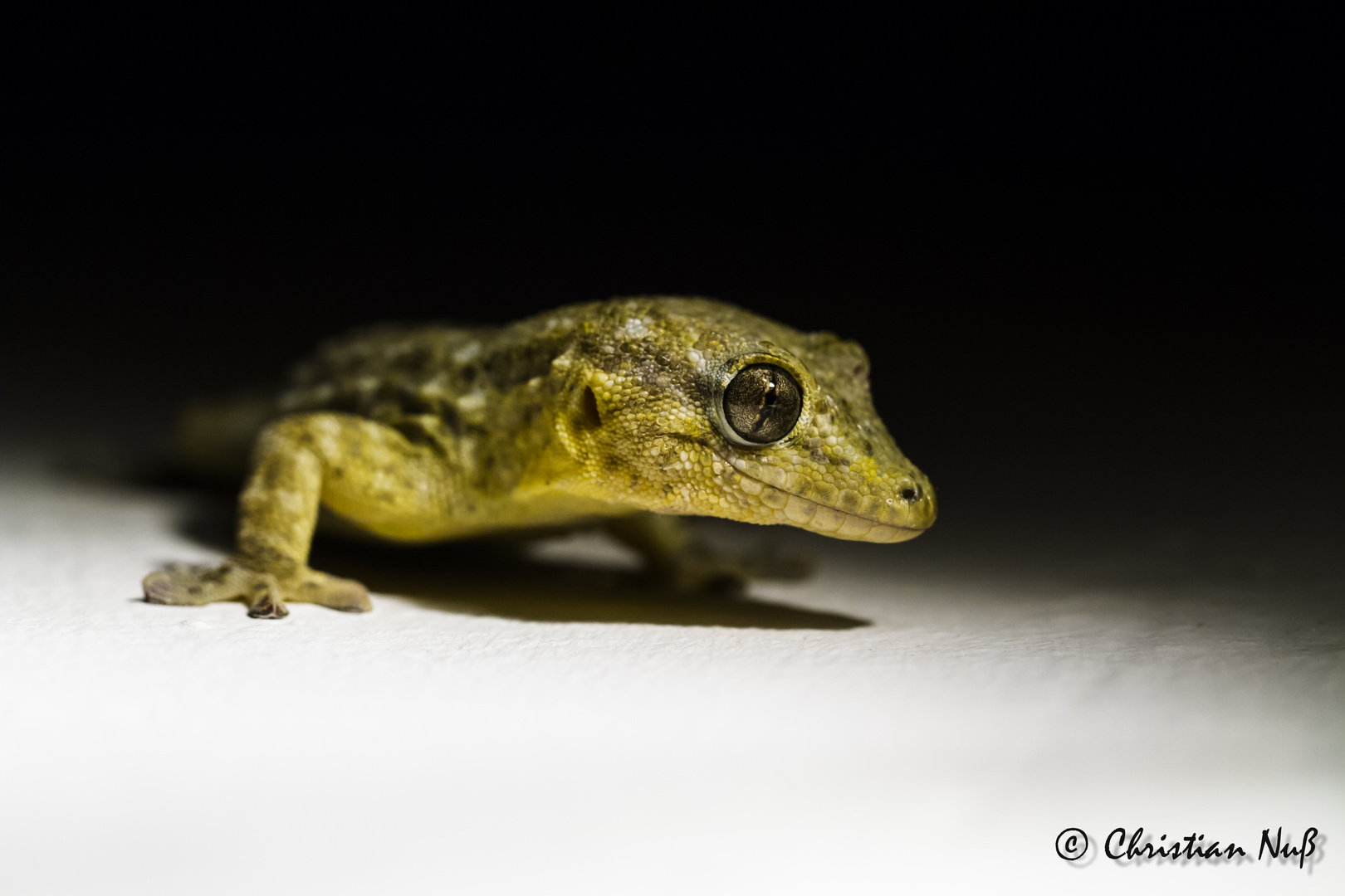 Gecko auf La Palma