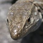 Gecko auf La Palma