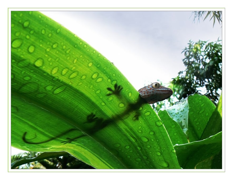 Gecko auf nassem Blatt