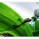 Gecko auf nassem Blatt