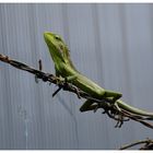 Gecko auf Stacheldraht