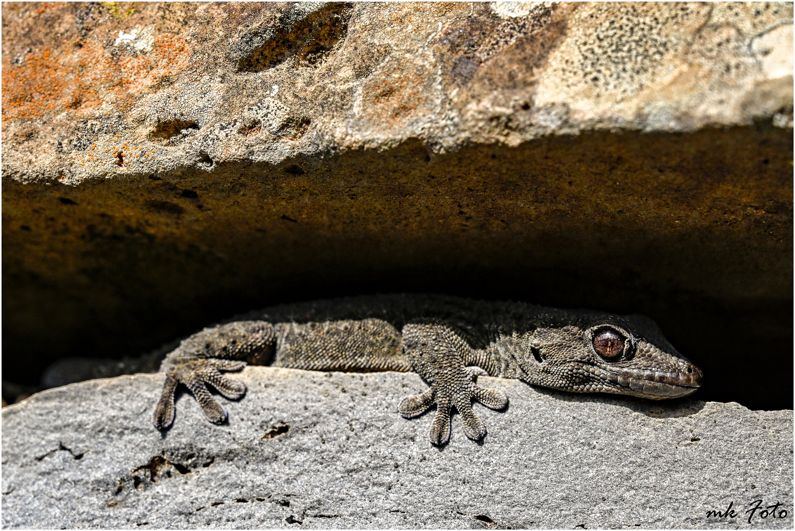 Gecko auf Teneriffa