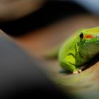 Gecko auf Wellblechdach