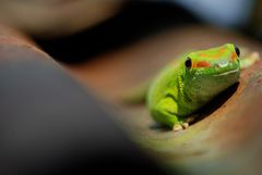 Gecko auf Wellblechdach