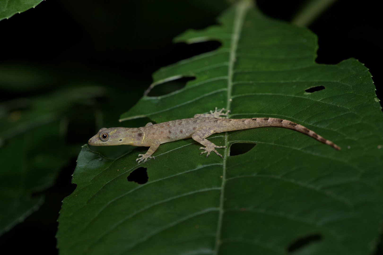 Gecko aus dem Nebelwald von Peru