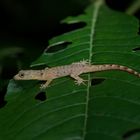 Gecko aus dem Nebelwald von Peru