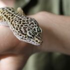 Gecko