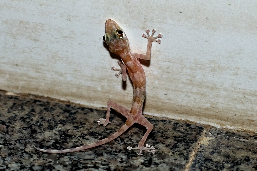 Gecko