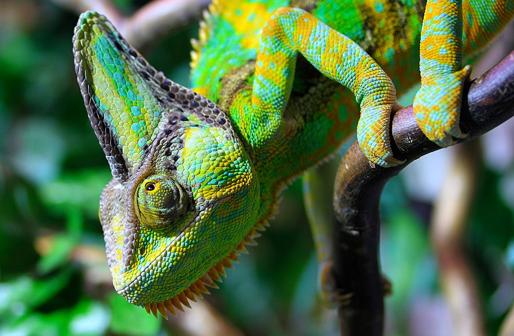 Gecko Foto & Bild | anfängerecke - nachgefragt, nachgefragt