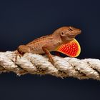 Gecko (Bahamaanolis (Anolis sagrei) auf Senibal Island