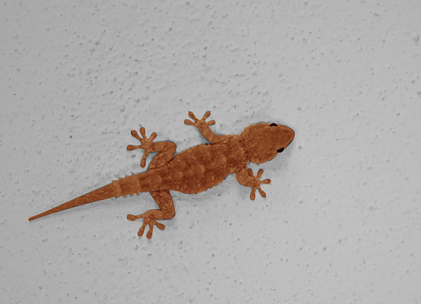 Gecko