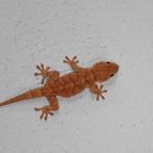 Gecko