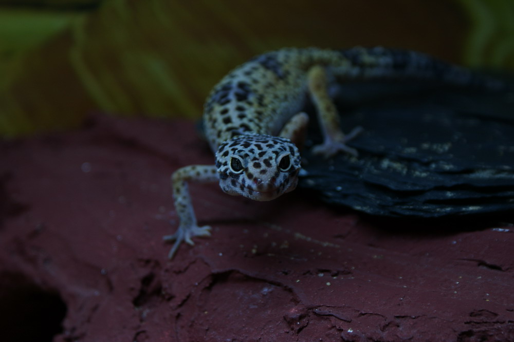 Gecko