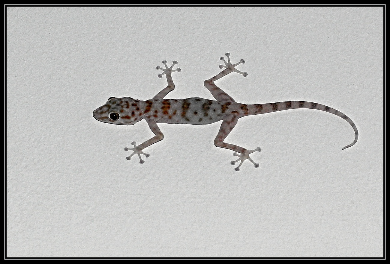 Gecko