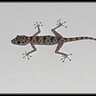 Gecko