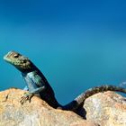 Gecko beim Sonnenbad