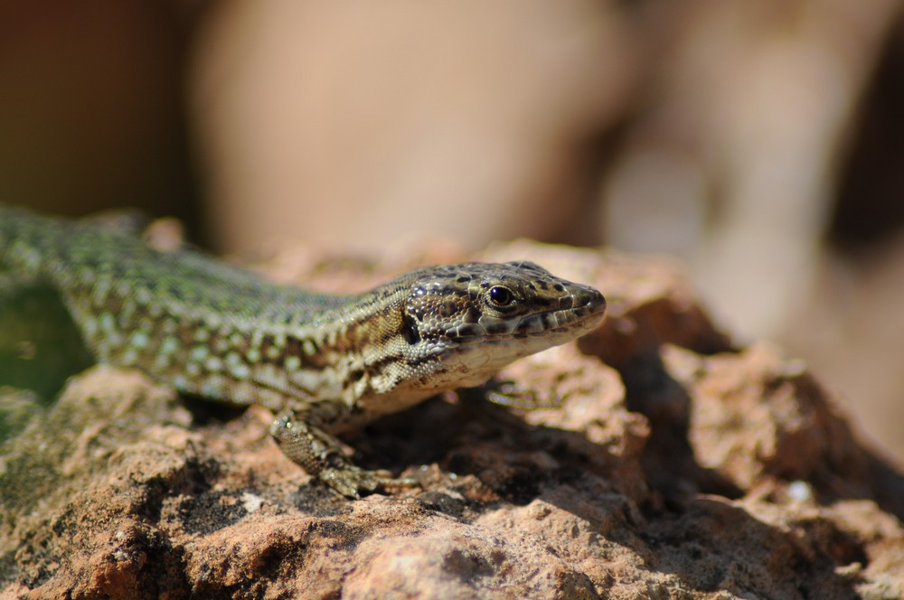 Gecko beim Sonnenbaden