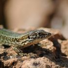 Gecko beim Sonnenbaden