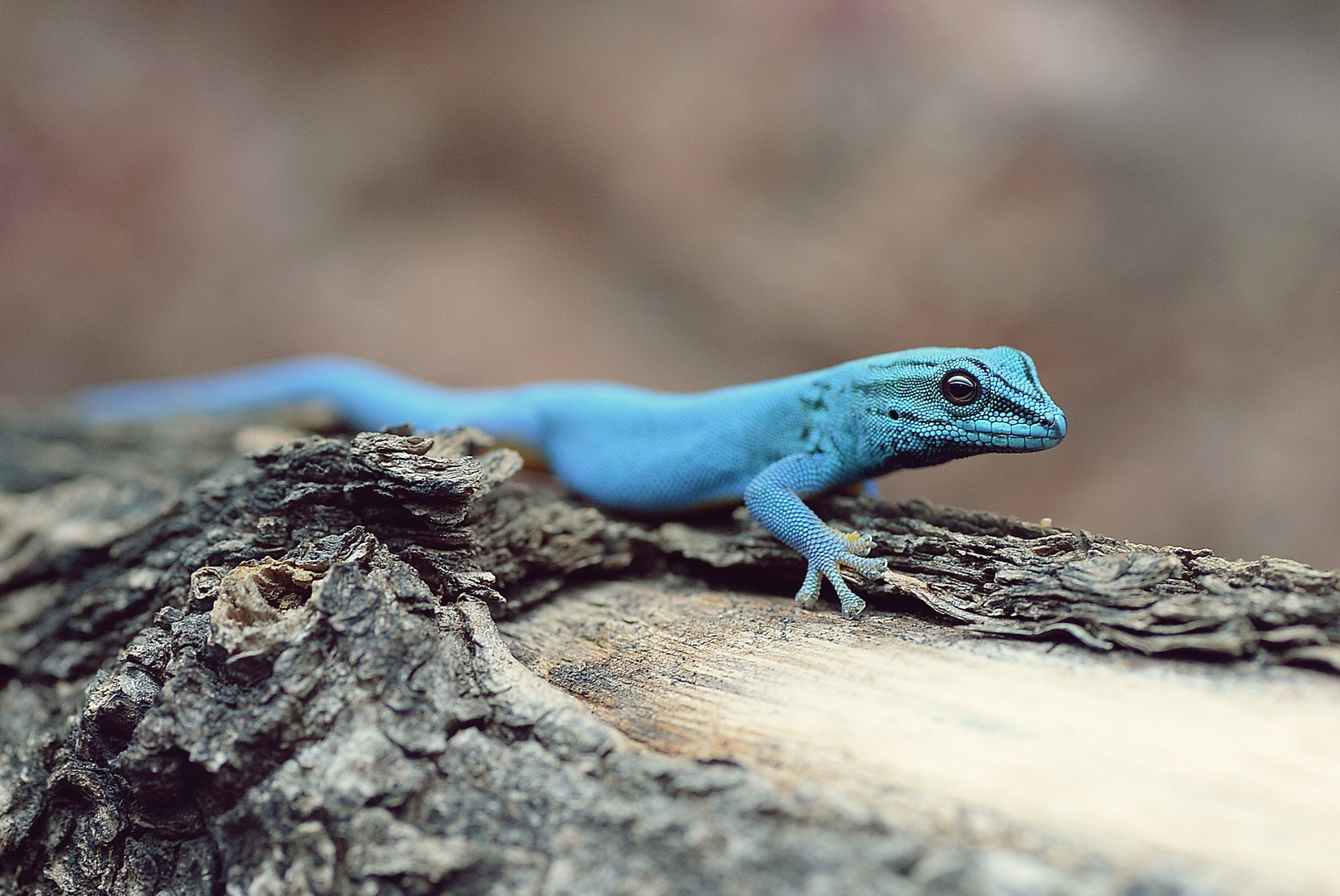 Gecko Blue