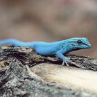 Gecko Blue