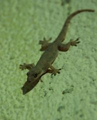 Gecko