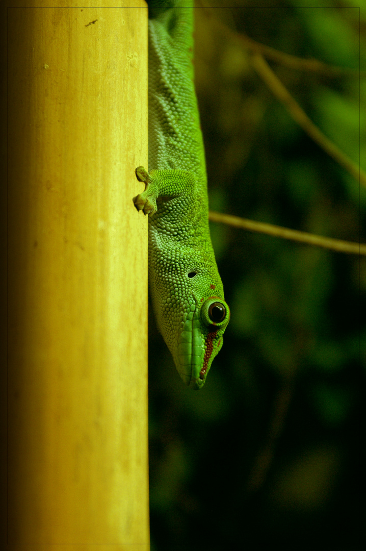 gecko