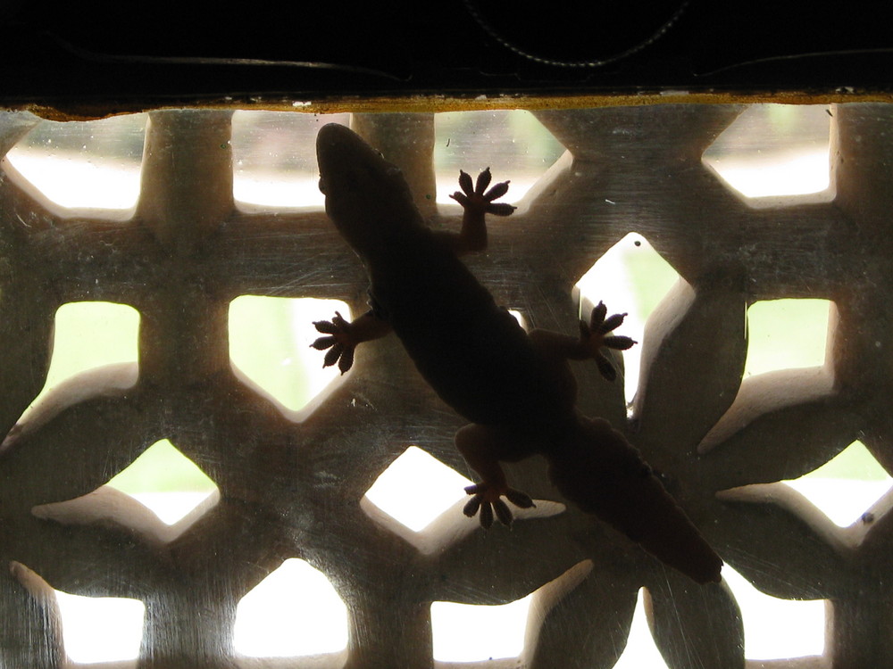 gecko