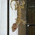 gecko