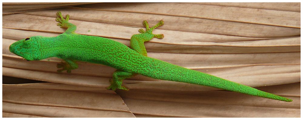 Gecko von Steppenwolfauge 