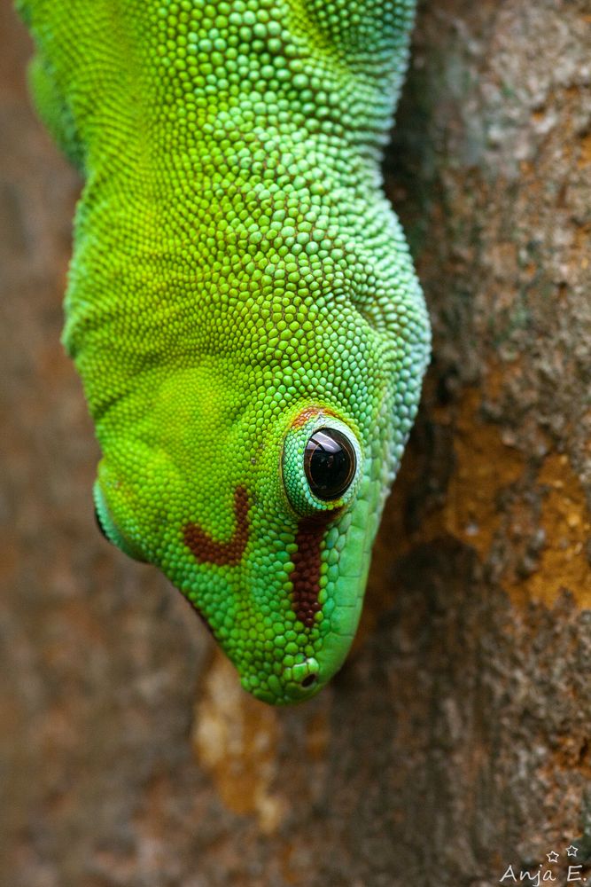 Gecko