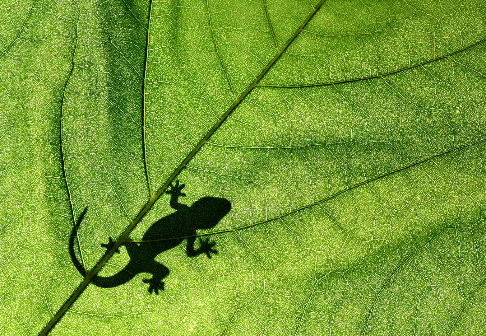 Gecko