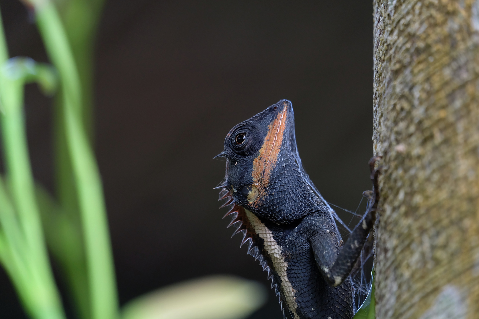 Gecko Crested Lizard Calotes