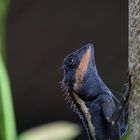 Gecko Crested Lizard Calotes