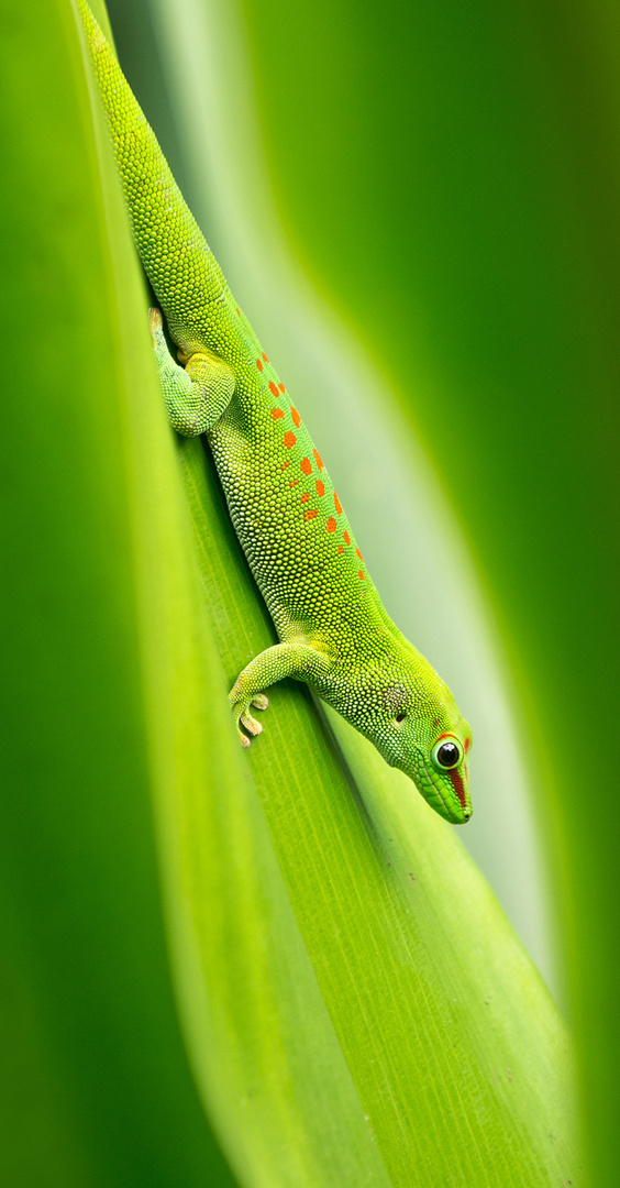 Gecko