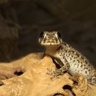 Gecko-Dame