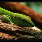 Gecko