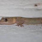 Gecko