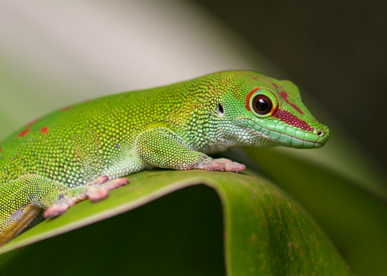 Gecko