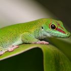 Gecko