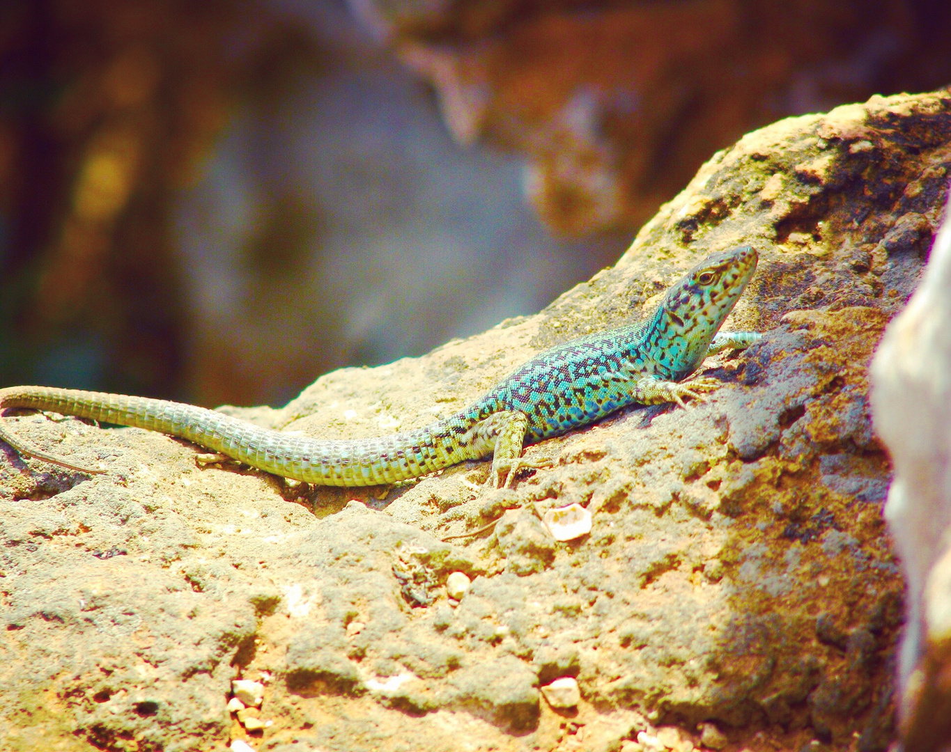 Gecko de Formentera