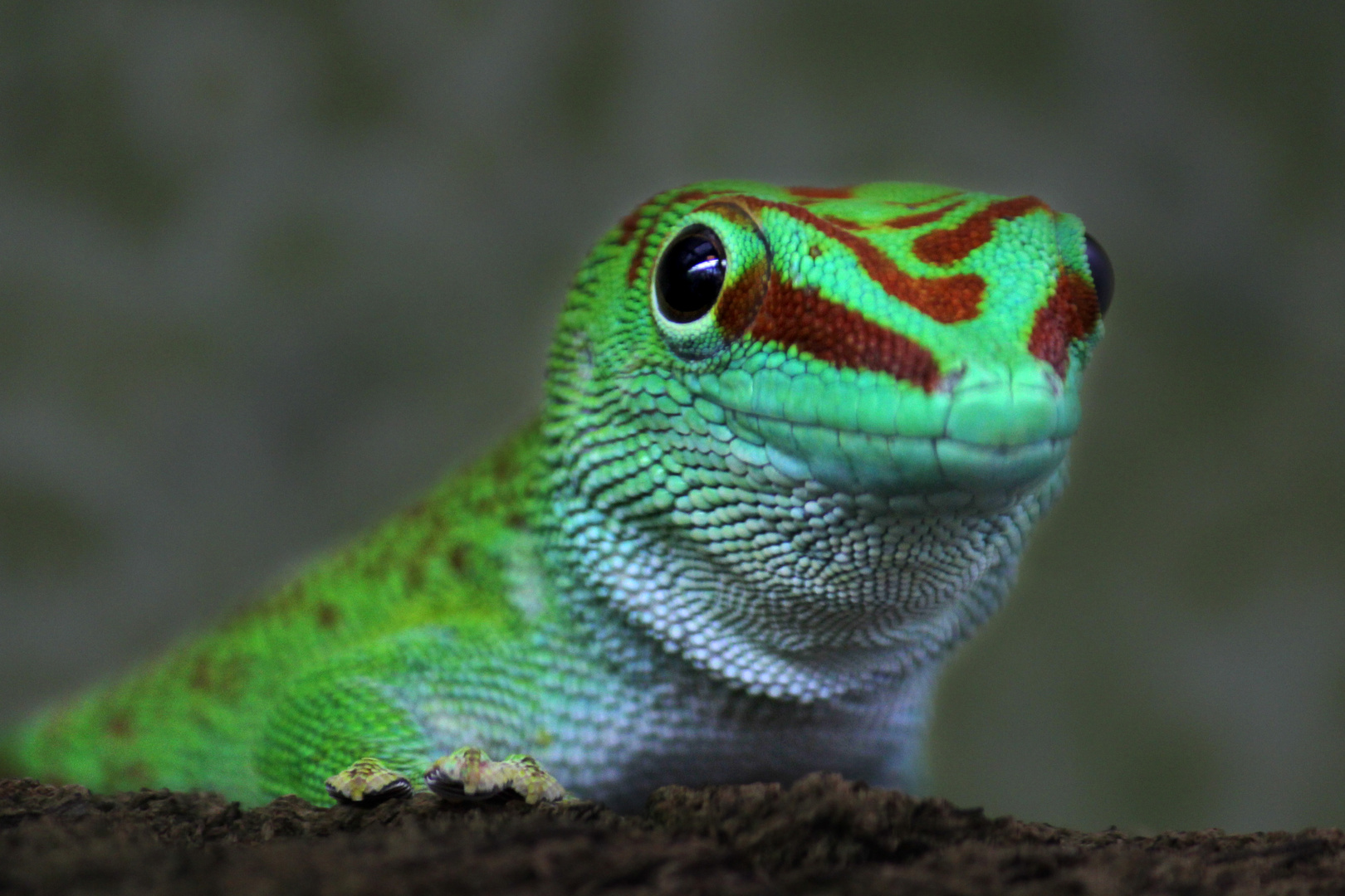 Gecko