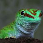 Gecko