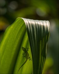 Gecko