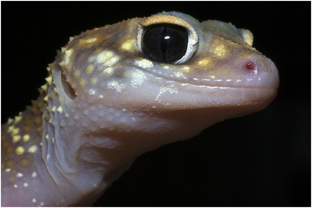 Gecko