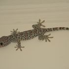 Gecko