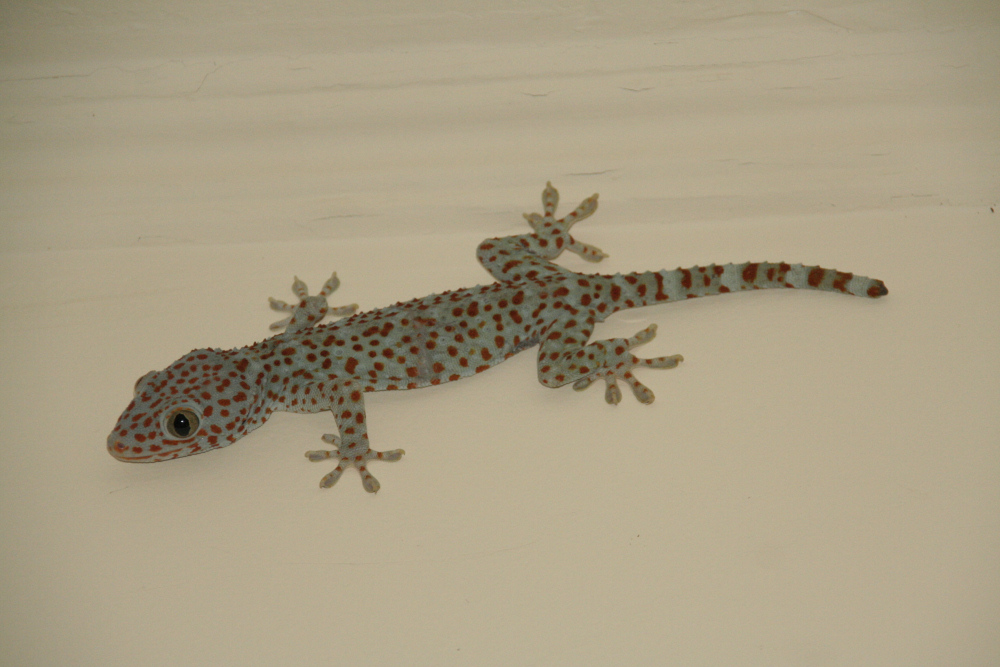 Gecko