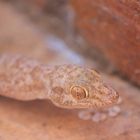 gecko, égyptien