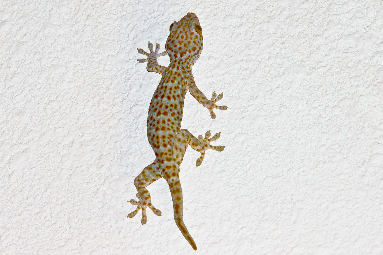 Gecko - eigentlich ein Haustier;-)