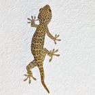 Gecko - eigentlich ein Haustier;-)